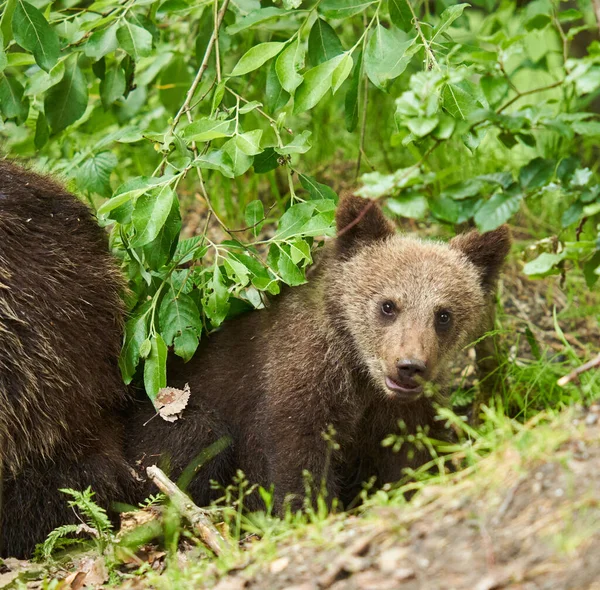 森林里的熊妈妈和她的小宝宝 — 图库照片