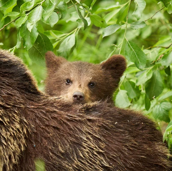 Mother Bear Her Cub Forest — Stock Photo, Image