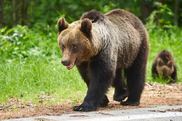 森の中で母熊と子熊 — ストック写真