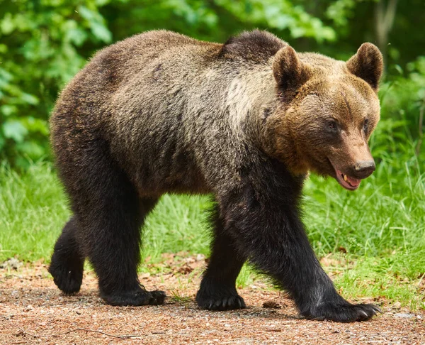 Grand Ours Brun Dans Forêt Prédateur Sommet — Photo