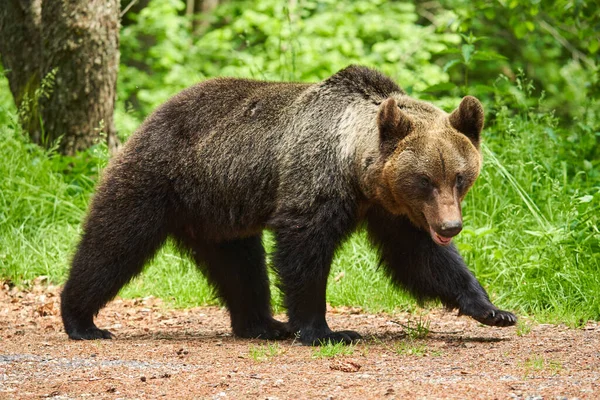 Grande Orso Bruno Nella Foresta Predatore Apice — Foto Stock