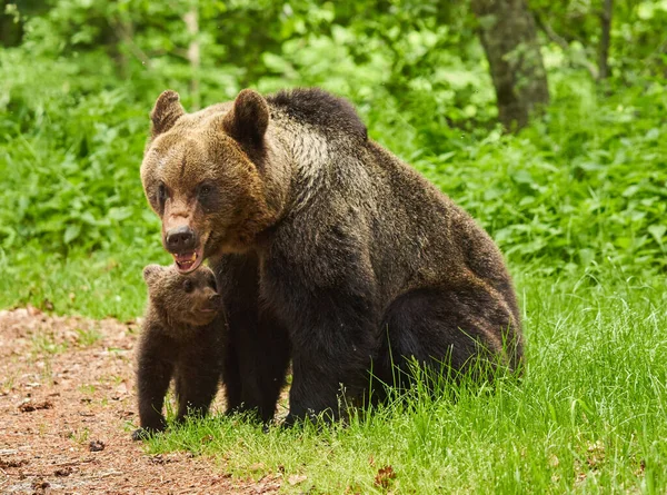 Madre Orsa Suo Cucciolo Nella Foresta — Foto Stock