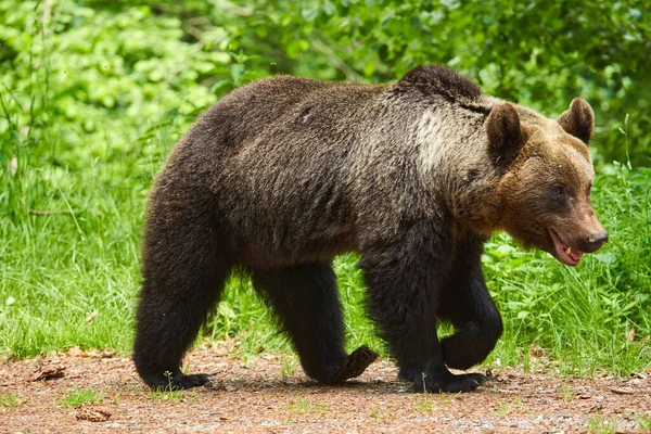 Μεγάλη Καφέ Αρκούδα Στο Δάσος Κορυφή Αρπακτικό — Φωτογραφία Αρχείου