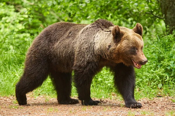 Grande Urso Pardo Floresta Predador Ápice — Fotografia de Stock