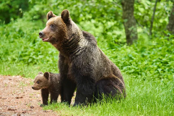 Mother Bear Her Cub Forest — Stock Photo, Image