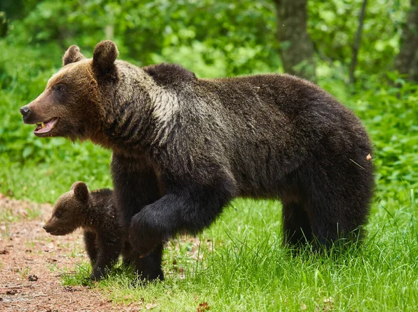 Madre Orsa Suo Cucciolo Nella Foresta — Foto Stock