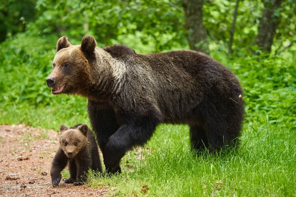 Madre Orsa Suo Cucciolo Nella Foresta — Foto Stock