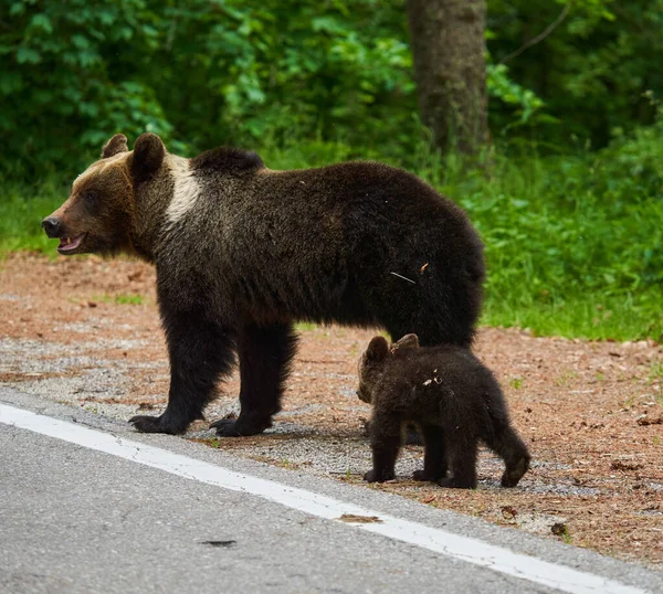 Bärenmutter Und Ihr Junges Wald — Stockfoto