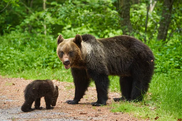 Madre Orsa Suo Cucciolo Nella Foresta — Foto Stock