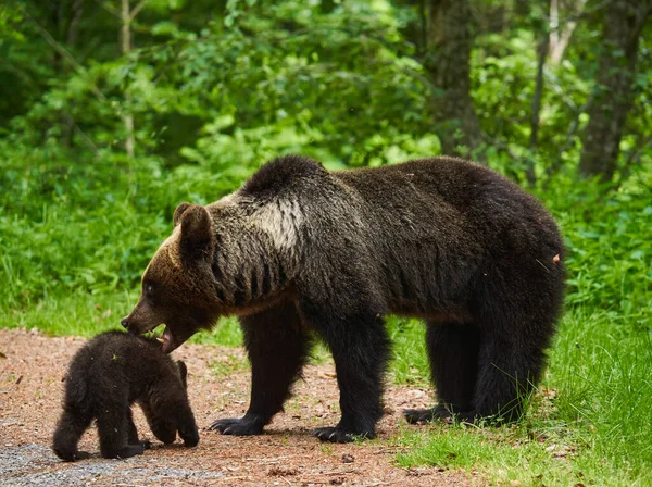 Matka Niedźwiedź Jej Młode Lesie — Zdjęcie stockowe