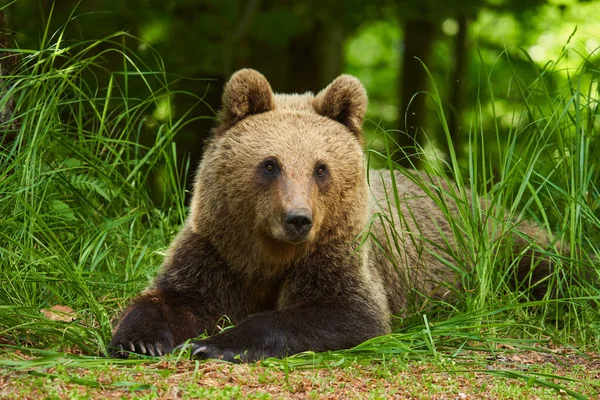 Großer Braunbär Wald Spitzenräuber — Stockfoto