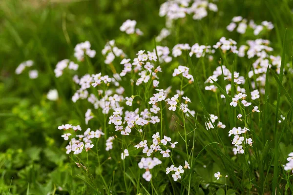 Closeup Small White Mountain Flowers Summer — Stock Photo, Image
