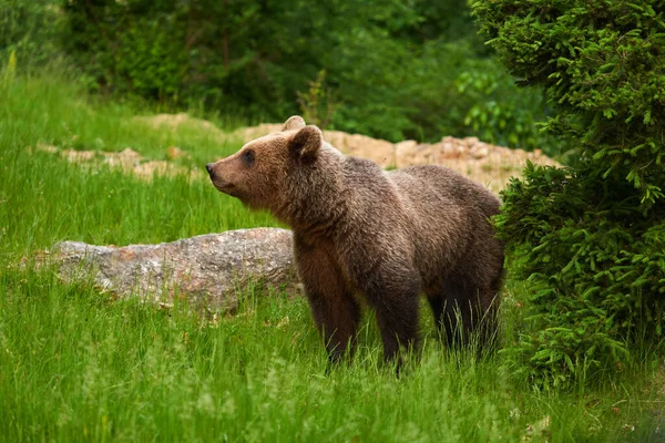 Velký Hnědý Medvěd Lese Vrchol Dravce — Stock fotografie
