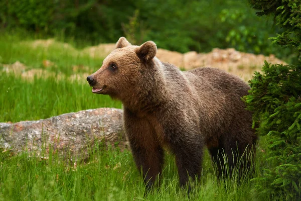 Grand Ours Brun Dans Forêt Prédateur Sommet — Photo