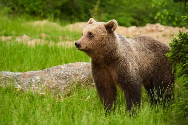 Большой Бурый Медведь Лесу Высший Хищник — стоковое фото