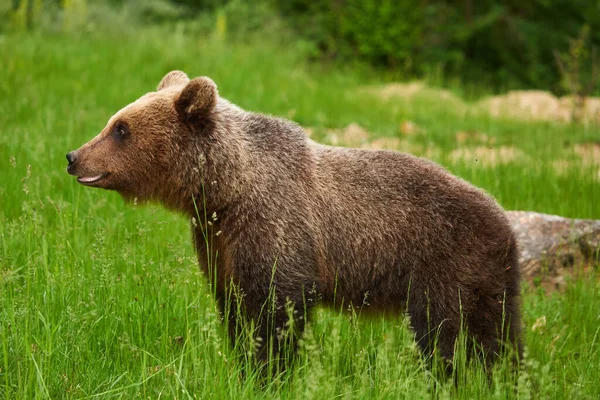 Oso Pardo Grande Bosque Depredador Ápice — Foto de Stock