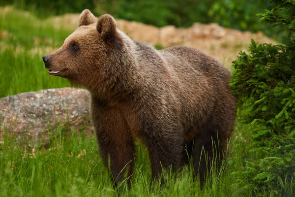 Grande Urso Pardo Floresta Predador Ápice — Fotografia de Stock