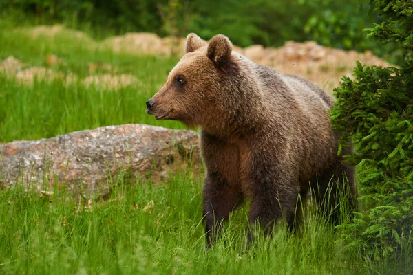 Grande Orso Bruno Nella Foresta Predatore Apice — Foto Stock