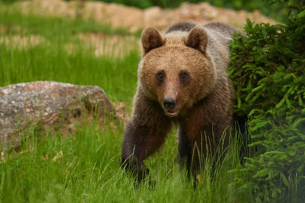 Grand Ours Brun Dans Forêt Prédateur Sommet — Photo