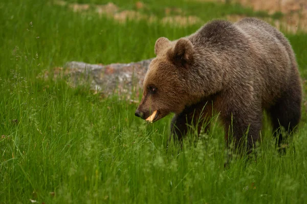 Grande Orso Bruno Nella Foresta Predatore Apice — Foto Stock