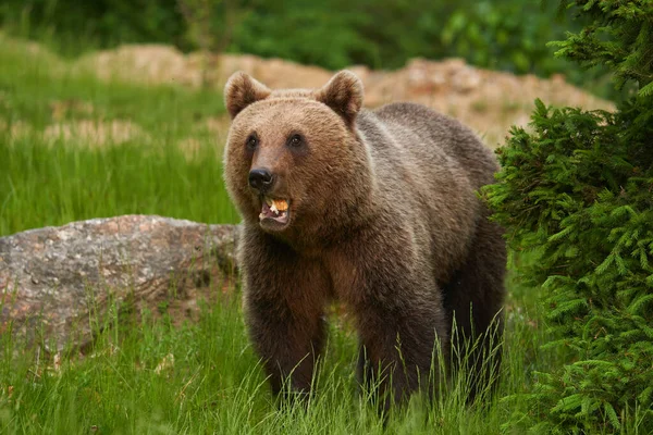 森の中の大きなクマ 頂点捕食者 — ストック写真