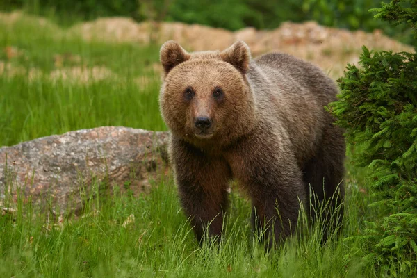 Μεγάλη Καφέ Αρκούδα Στο Δάσος Κορυφή Αρπακτικό — Φωτογραφία Αρχείου