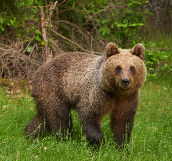 Grand Ours Brun Dans Forêt Prédateur Sommet — Photo