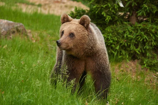 Grand Ours Brun Dans Forêt Prédateur Sommet — Photo