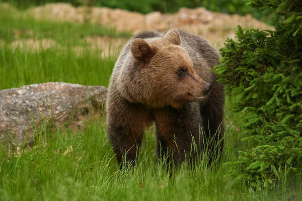 Великий Коричневий Ведмідь Лісі Апсекс Хижак — стокове фото