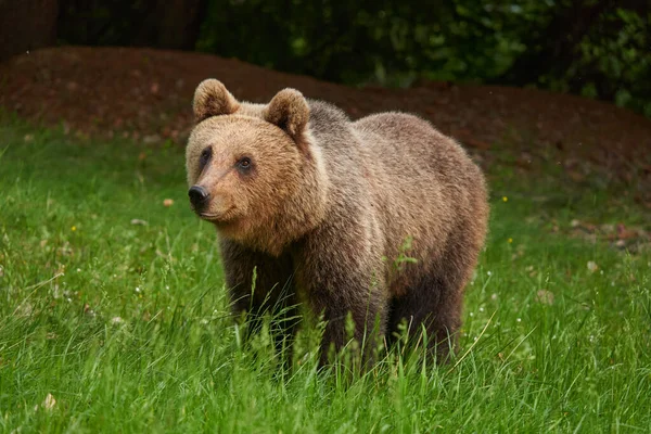 森林里的大棕熊 顶级掠食者 — 图库照片