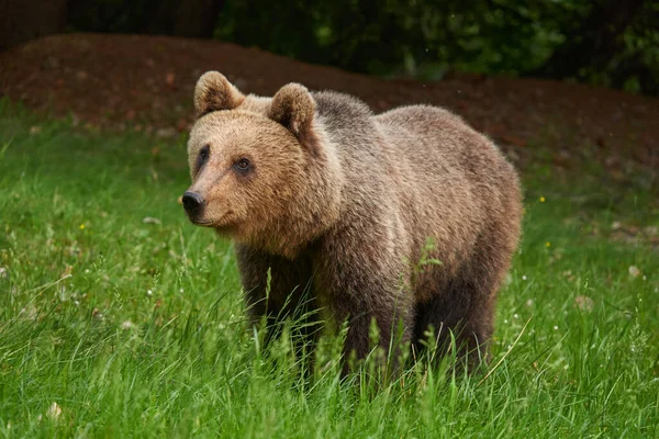 Grande Orso Bruno Nella Foresta Predatore Apice — Foto Stock