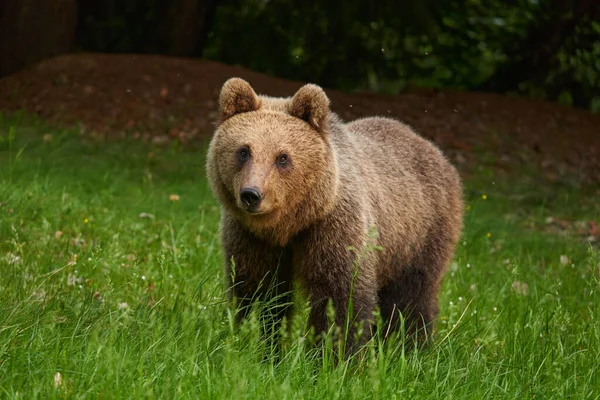 Grande Orso Bruno Nella Foresta Predatore Apice — Foto Stock