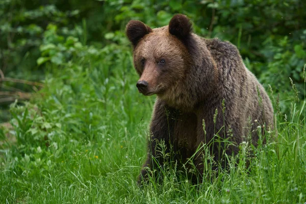 Oso Pardo Grande Bosque Depredador Ápice — Foto de Stock