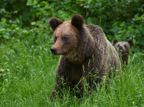 森林里的大棕熊 顶级掠食者 — 图库照片