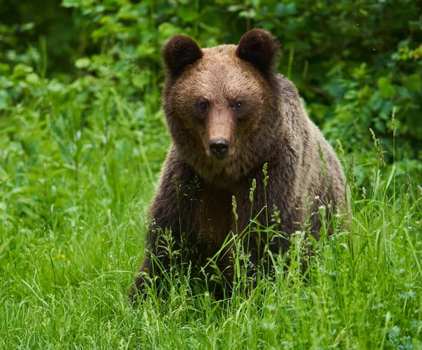 Grande Urso Pardo Floresta Predador Ápice — Fotografia de Stock