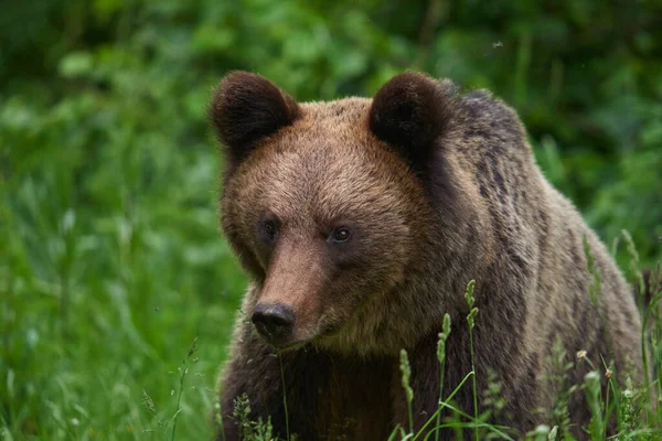 Grande Urso Pardo Floresta Predador Ápice — Fotografia de Stock