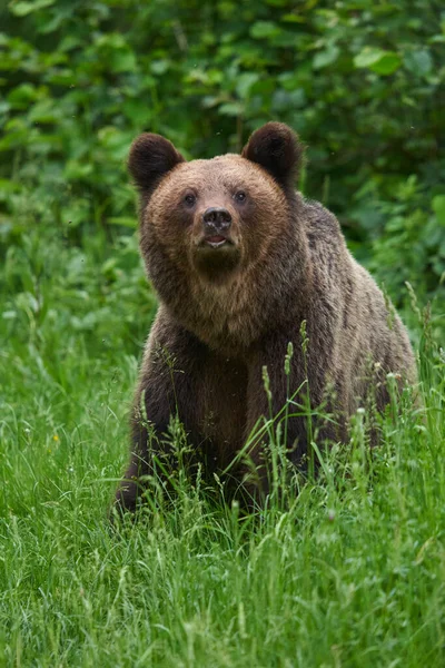 Velký Hnědý Medvěd Lese Vrchol Dravce — Stock fotografie