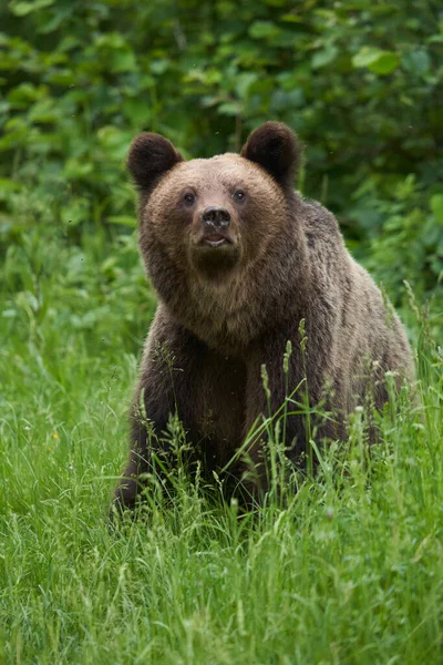 Grande Orso Bruno Nella Foresta Predatore Apice — Foto Stock