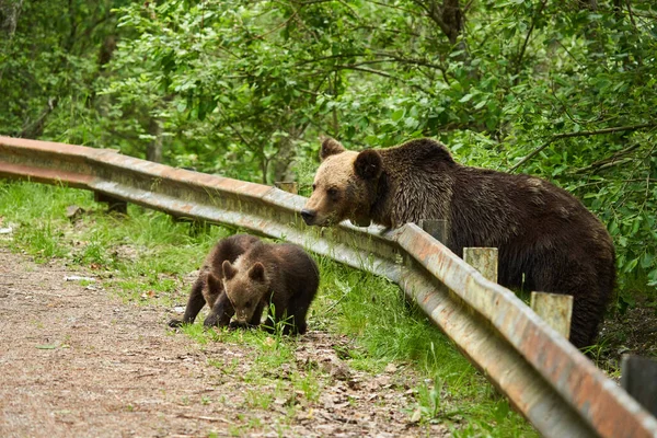 Μητέρα Αρκούδα Και Μικρό Της Στο Δάσος Royalty Free Εικόνες Αρχείου