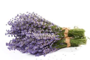 Beyaz arka planda izole edilmiş bir bukette taze lavanta.