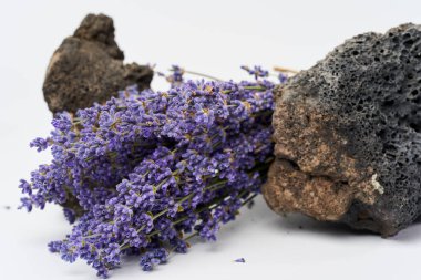 Beyaz üzerine izole edilmiş volkanik kayalar üzerinde taze lavanta buketi.