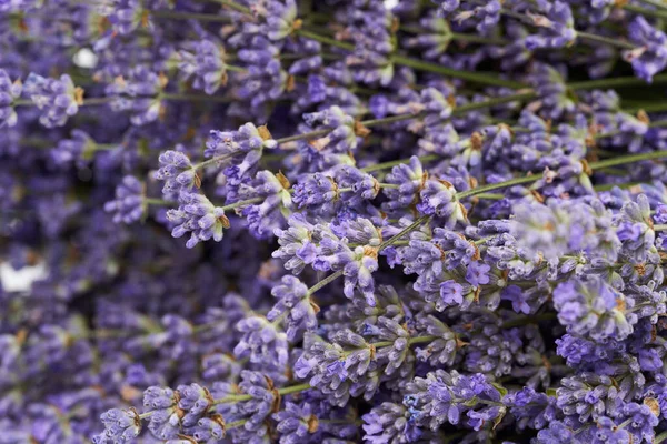 Macro Lavender Flowers Fresh Bouquet — Stock Photo, Image