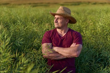 Haziran 'da kanola çiftliğinin durumunu kontrol eden çiftçi