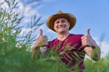Haziran 'da kanola çiftliğinin durumunu kontrol eden çiftçi