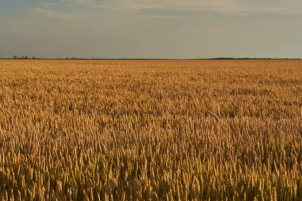 Healthy Wheat Culture Ripening Sun Light — Stockfoto