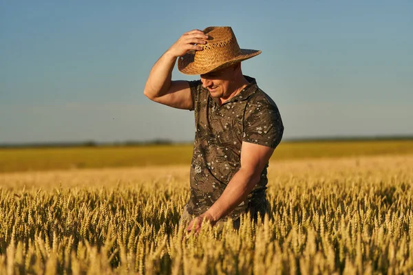 Фермер Соломенной Шляпе Поле Спелой Пшеницы Закате — стоковое фото
