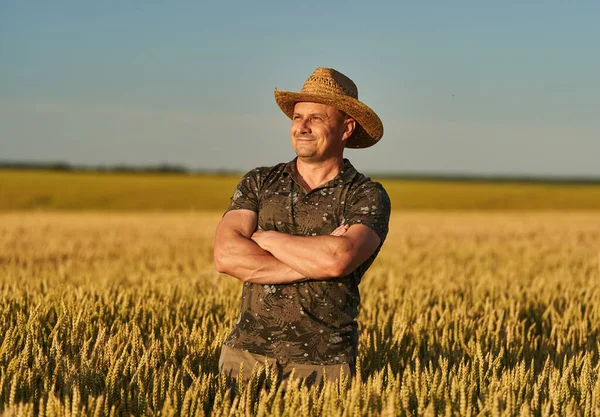 Farmář Slamáku Poli Zralý Pšenice Při Západu Slunce — Stock fotografie