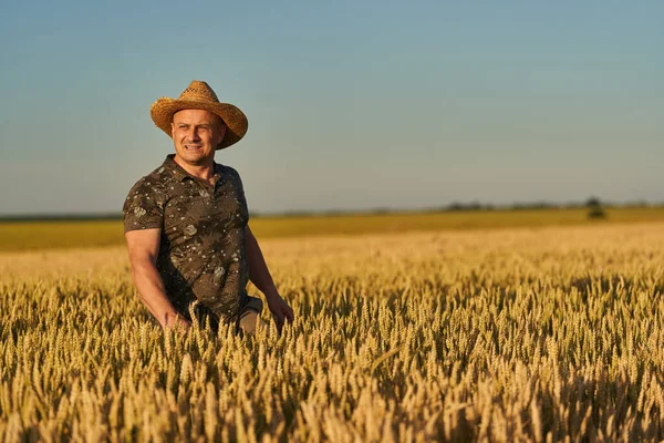 Farmář Slamáku Poli Zralý Pšenice Při Západu Slunce — Stock fotografie