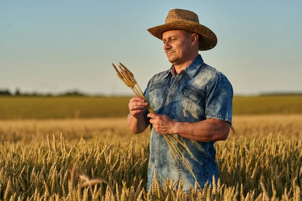 Agricultor Sombrero Paja Campo Trigo Maduro Atardecer — Foto de Stock