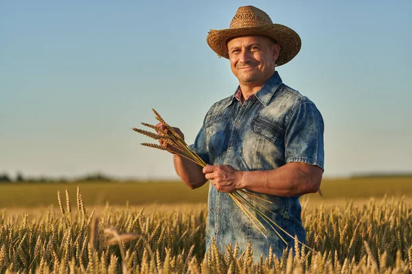 Farmář Slamáku Poli Zralý Pšenice Při Západu Slunce — Stock fotografie